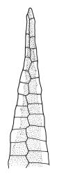 Bryum tenuidens, peristome tooth, abaxial view. Drawn from isotype, G.O.K. Sainsbury 689, CHR 506174.
 Image: R.C. Wagstaff © Landcare Research 2015 